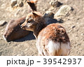 小鹿を後ろから撮影 39542937