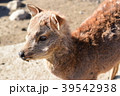 小鹿を斜め上から撮影 39542938