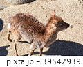 小鹿を横から撮影 39542939