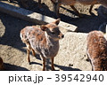群れの中の小鹿 39542940