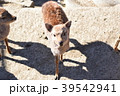 小鹿を正面から撮影 39542941
