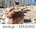 小鹿のしっぽ 39542942
