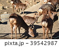鹿の群れと小鹿② 39542987
