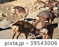 鹿の群れと小鹿 39543006