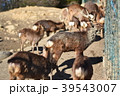柵の横の鹿② 39543007