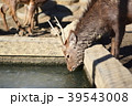 鹿の水飲み 39543008