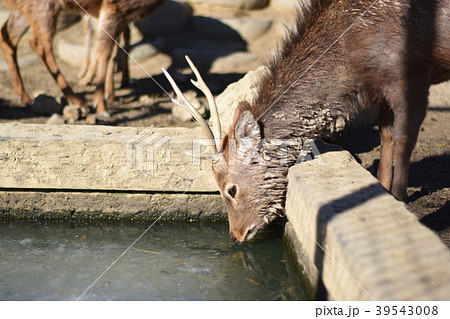 鹿の水飲み 鹿の水飲み 39543008