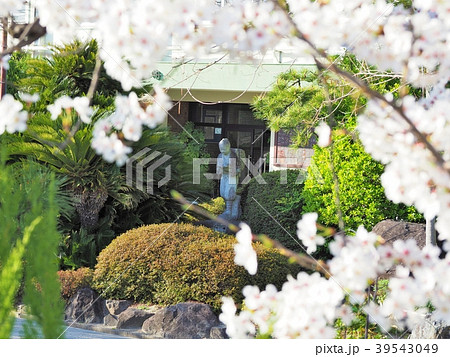 桜と二宮金次郎 桜と二宮金次郎 39543049