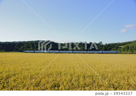 黄金色の室蘭本線　キハ183系特急北斗 39543337