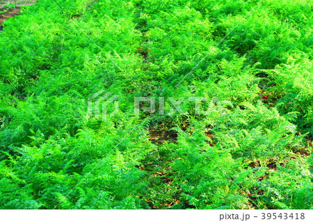 ニンジンの葉 39543418