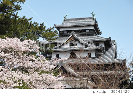 松江城天守閣と桜 39543426