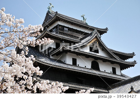 松江城天守閣と桜 39543427