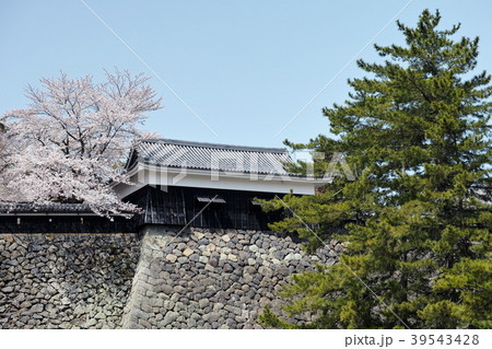 城跡の櫓と桜 39543428