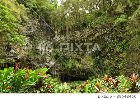 シダの洞窟(Fern Grotto) シダの洞窟(Fern Grotto) 39543450