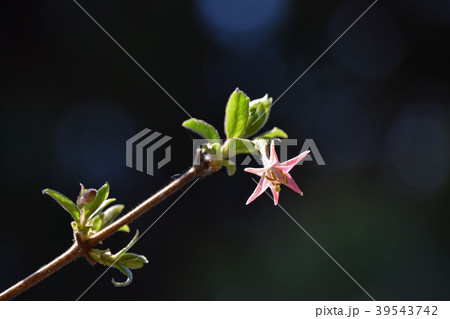 ウグイスカグラ(鶯神楽) ウグイスカグラ(鶯神楽) 39543742