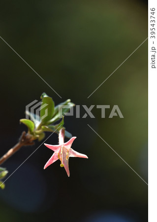 ウグイスカグラ（鶯神楽） 39543746