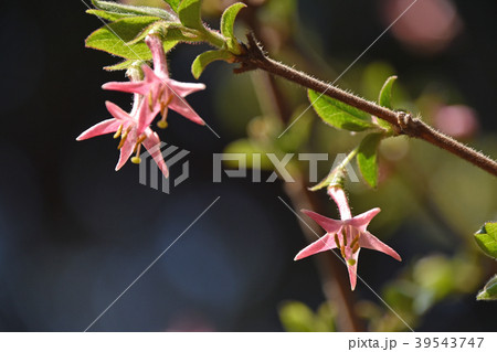 ウグイスカグラ（鶯神楽） 39543747