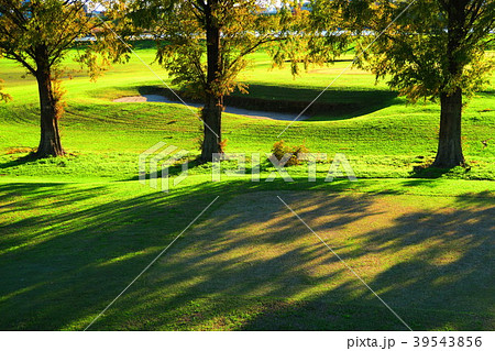 ゴルフ場の風景 樹木のシルエット 芝生 立木 木洩れ日など の写真素材