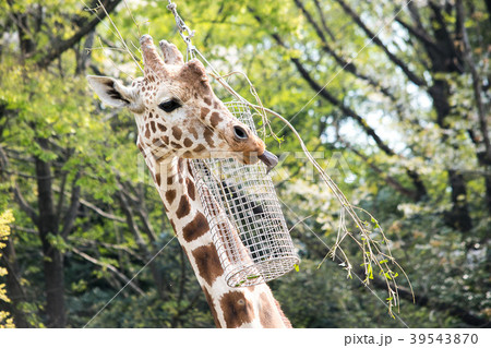 舌を出すキリン 舌を出すキリン 39543870