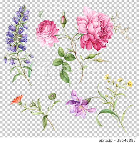 花図鑑のイラスト素材