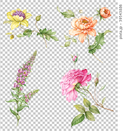 花図鑑のイラスト素材