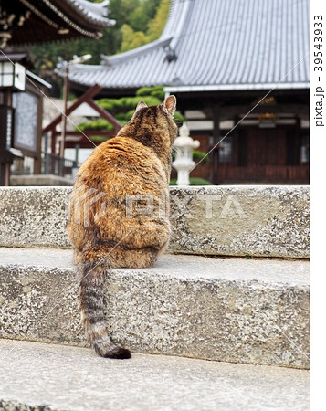 石段に座る猫の後ろ姿の写真素材