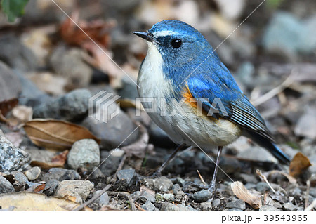 薬師池公園の野鳥 薬師池公園の野鳥 39543965