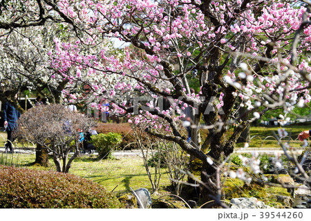 文化財指定庭園 特別名勝 初春の兼六園 39544260