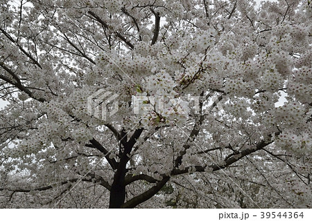 桜 桜 39544364