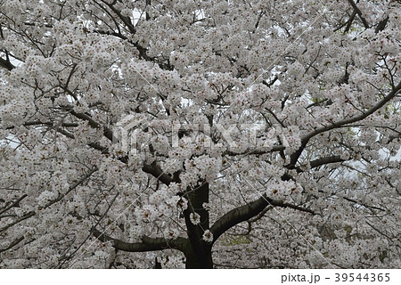 桜 39544365