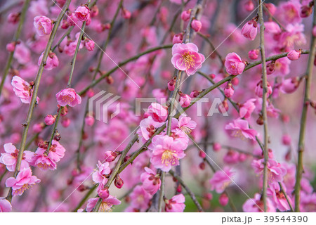 枝垂れ梅 ピンクの梅の花の写真素材