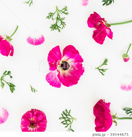 Pink flowers and petals on white background Pink flowers and petals on white background 39544675