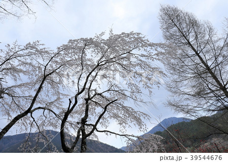 身延の桜 身延の桜 39544676