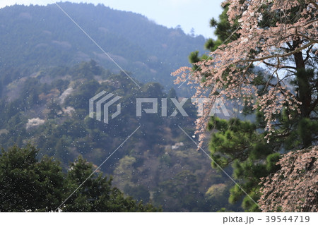 身延の桜 39544719