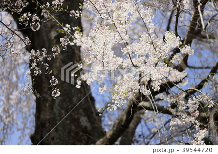 身延の桜 39544720