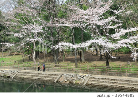 神奈川県大和市 泉の森 神奈川県大和市 泉の森 39544985