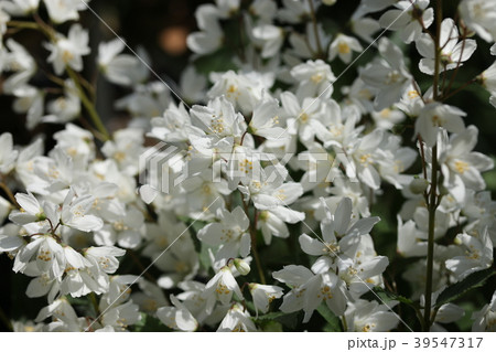 ヒメウツギ ヒメウツギ 39547317