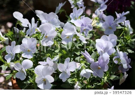 青いビオラ 39547326
