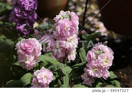 ストック 39547327