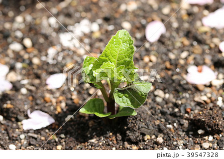 ホオズキの新芽 39547328