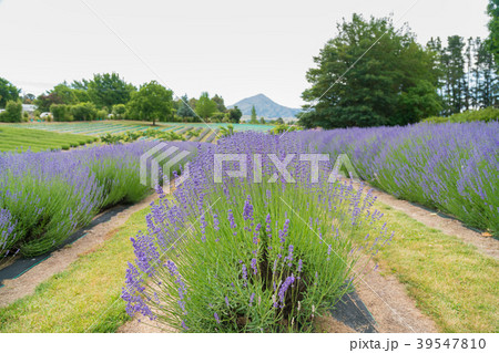 Lavender flower field with mountain 39547810