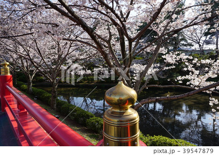 大阪 茨木弁天 欄干と桜の写真素材