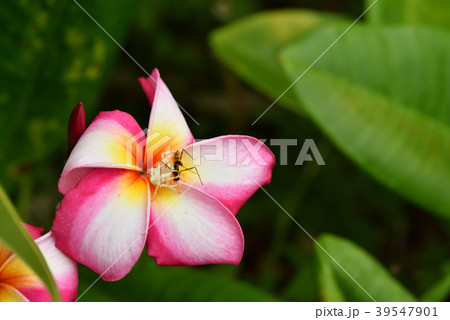 プルメリアの上でオキナワアズチグモがマダラアシナガヤセバエを捕まえたところ プルメリアの上でオキナワアズチグモがマダラアシナガヤセバエを捕まえたところ 39547901