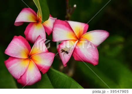 プルメリアの上でオキナワアズチグモがマダラアシナガヤセバエを捕まえたところ 39547905