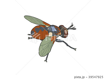 マルボシヒラタヤドリバエ 39547925