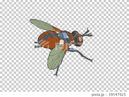 Marboshi Hirata Yadboribae 39547925