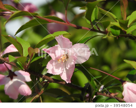 満開のハナカイドウ 39548054