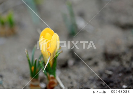 黄色いクロッカス 黄色いクロッカス 39548088
