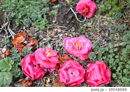 散ったサザンカ 39548089