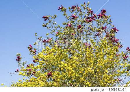 春の木花 山吹と紫木蓮 春の木花 山吹と紫木蓮 39548144